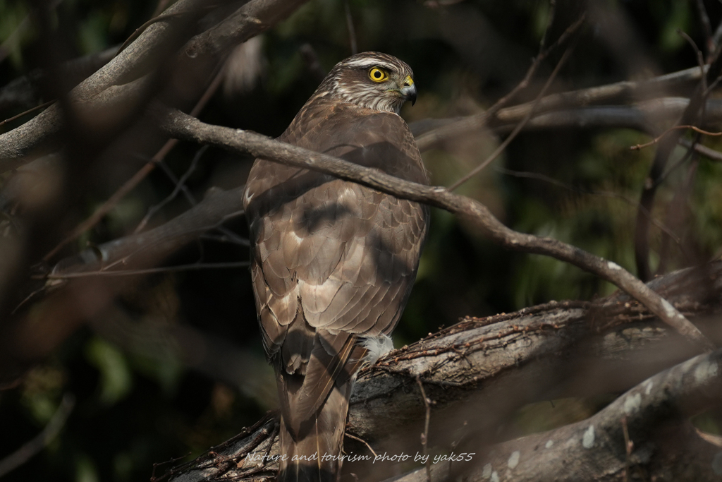 オオタカさん見っけ
