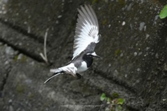 いきなり飛び出すⅡ