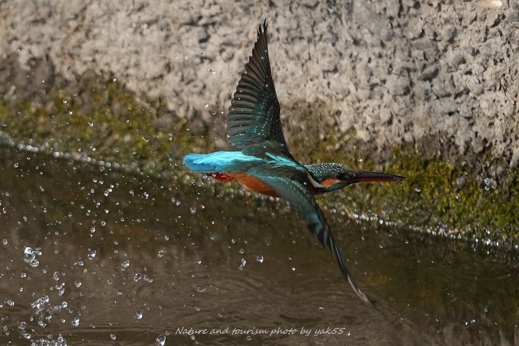エビちゃんゲット！