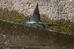 エビちゃんゲット！