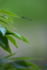 涼Ⅱ