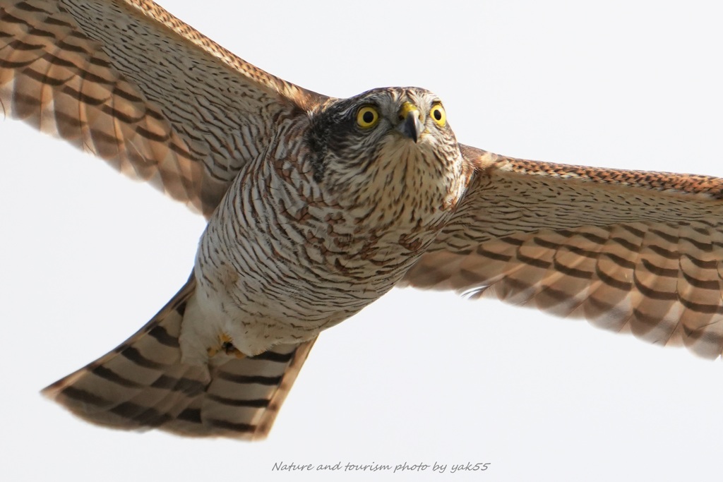 ハイタカさんが通る