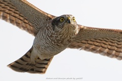 ハイタカさんが通る