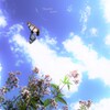 青空を（アサギマダラ）