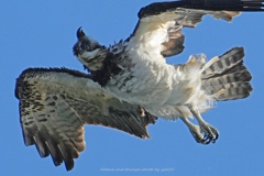 スーパーブルブル～～