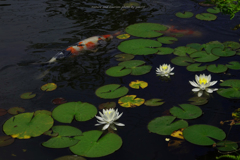 6月の花