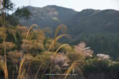 里山の春