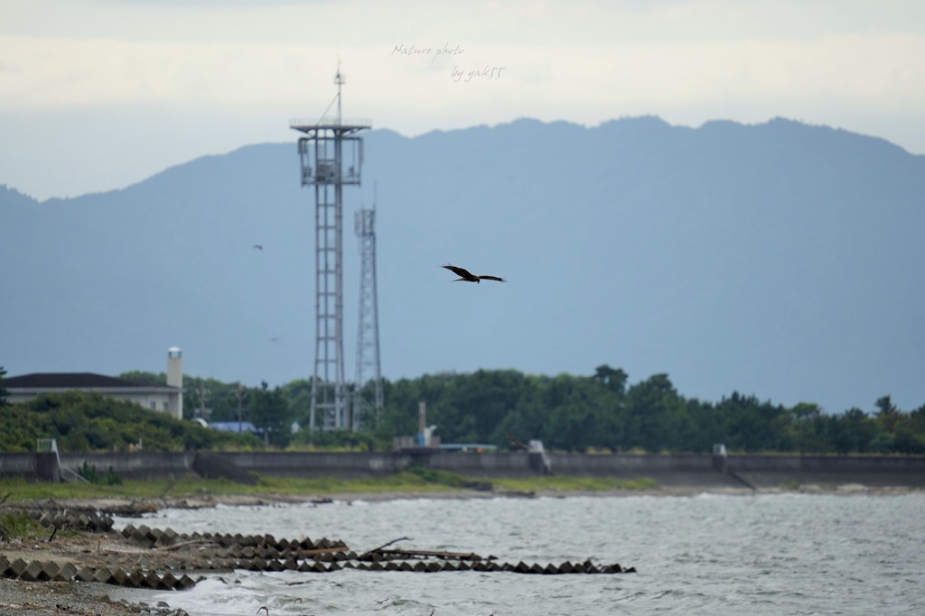 初秋海岸（地元沿岸線）