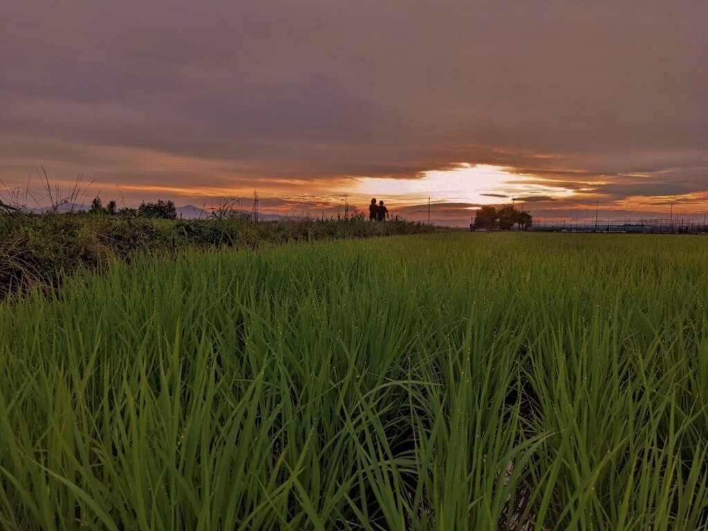 夕刻の田んぼ（自分ちの田んぼ）