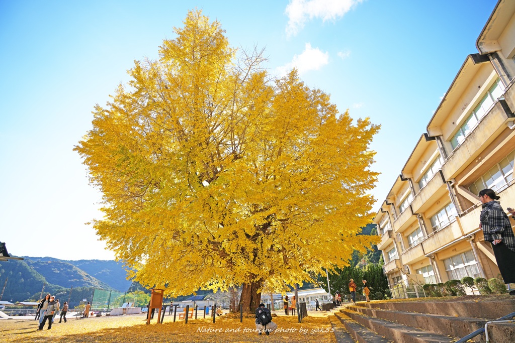 晩秋の大イチョウⅡ