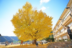 晩秋の大イチョウⅡ