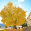 晩秋の大イチョウⅡ