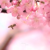 サクハッチ（河津桜）