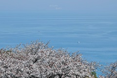 もうトンボ～（海岸線の春）