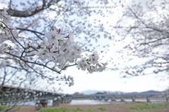 春の河川敷