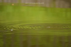 お池にはまってさ～大変♪～