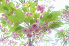 八重桜（うこん桜）