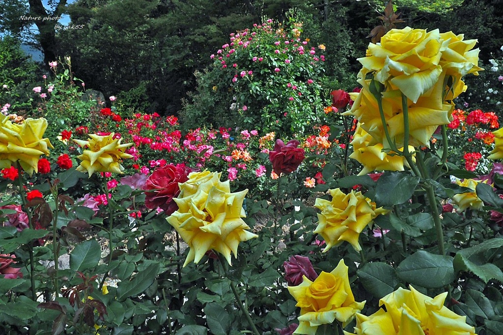薔薇・薔薇・薔薇Ⅴ