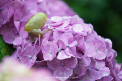 自宅紫陽花
