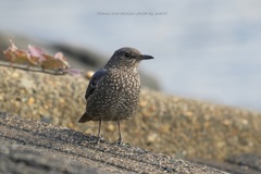 イソさんも師走