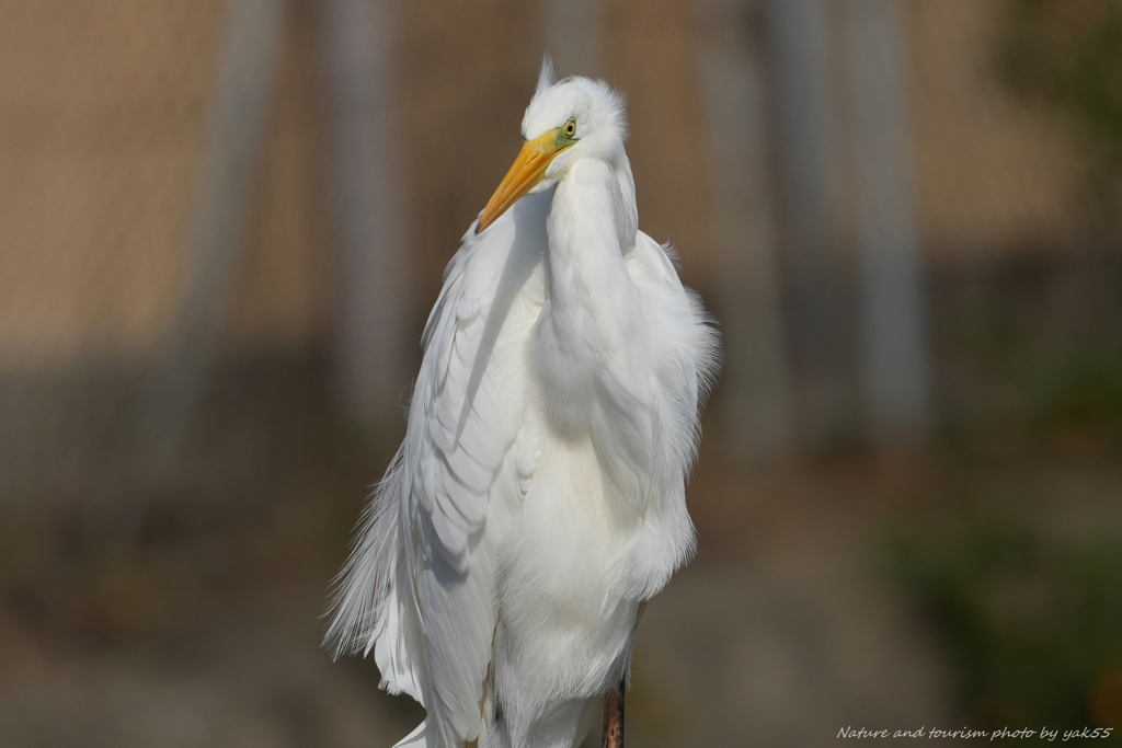 秋のニューモード
