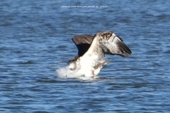 年の暮れに躍動