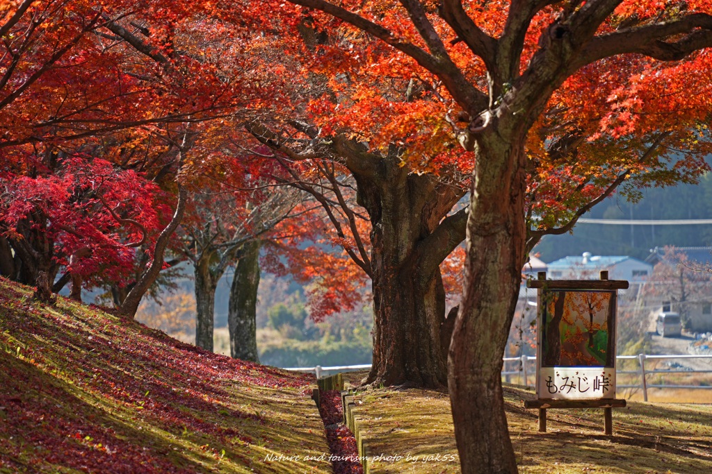 晩秋のもみじ峠