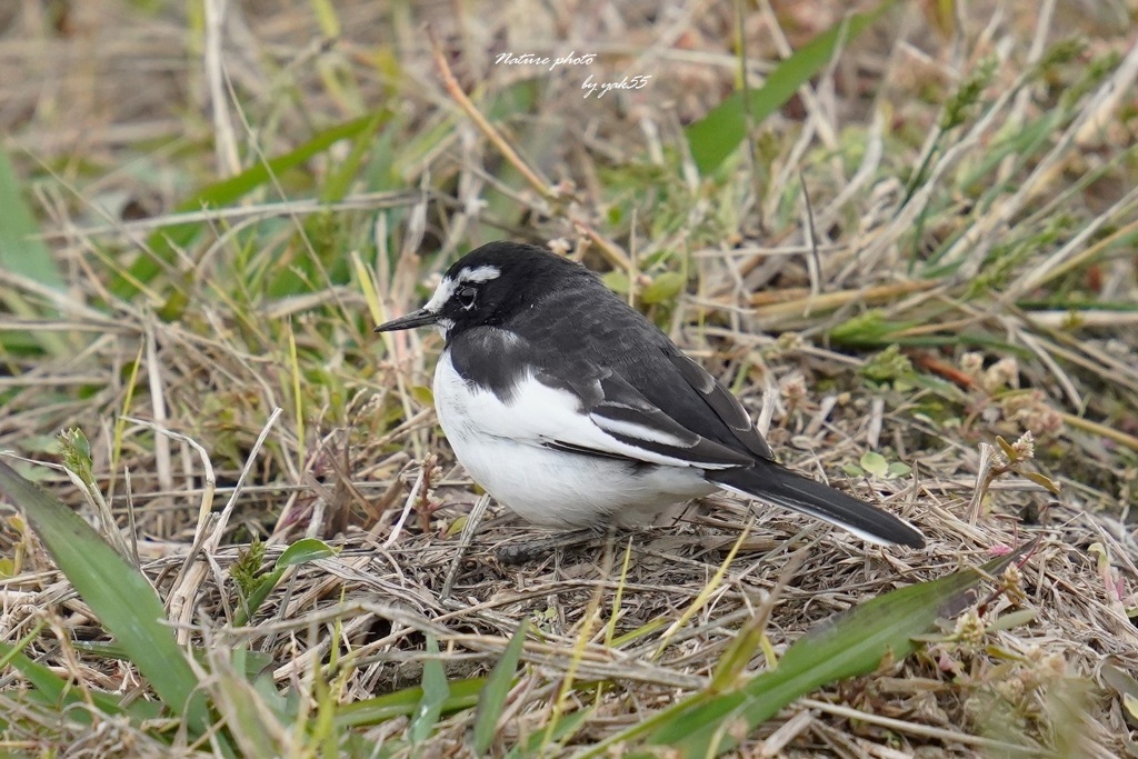 土手に・・（セグロハクレイ）