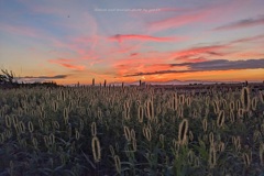 十五夜の夕焼