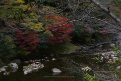 渓流の紅