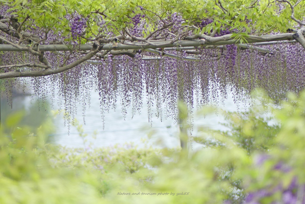 春風に・・