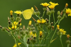 Yellow and Yellow Ⅱ