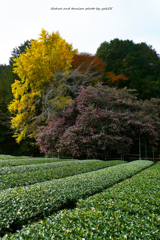 山茶花の巨木Ⅱ