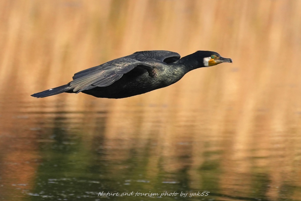 カワウさんの横切り