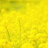 Spring color