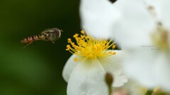 野薔薇