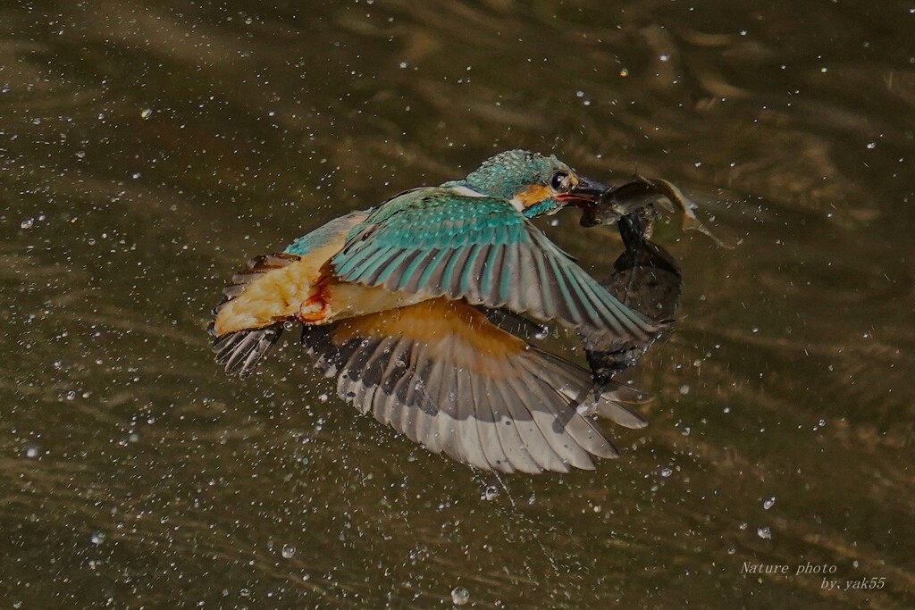 Splash