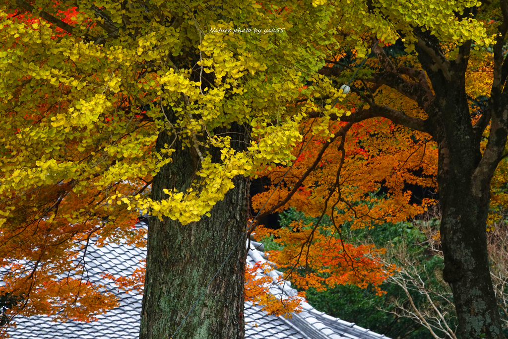 晩秋里山