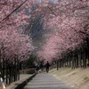 遊歩道（河津桜）
