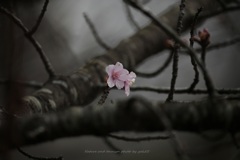 開花
