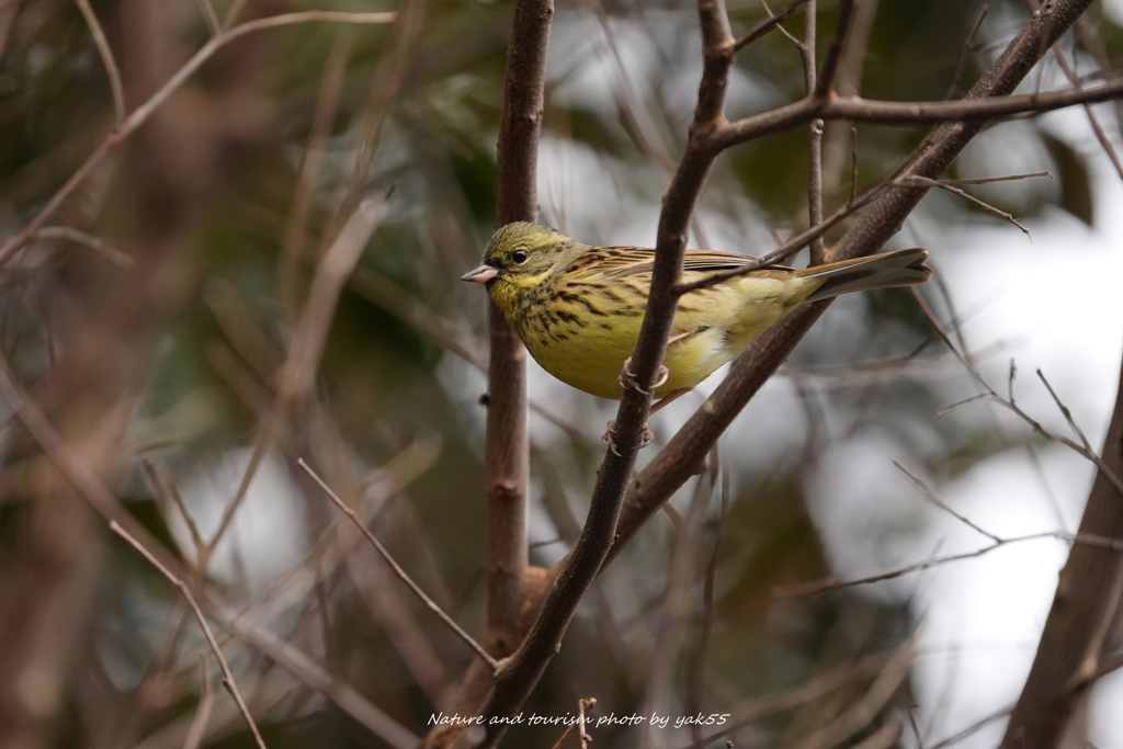 こそこそアオジさん