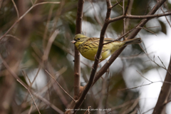 こそこそアオジさん