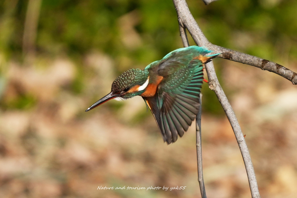 ロックオンダイブ