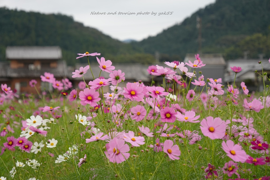 秋の里山