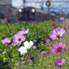 秋の鉄道沿線