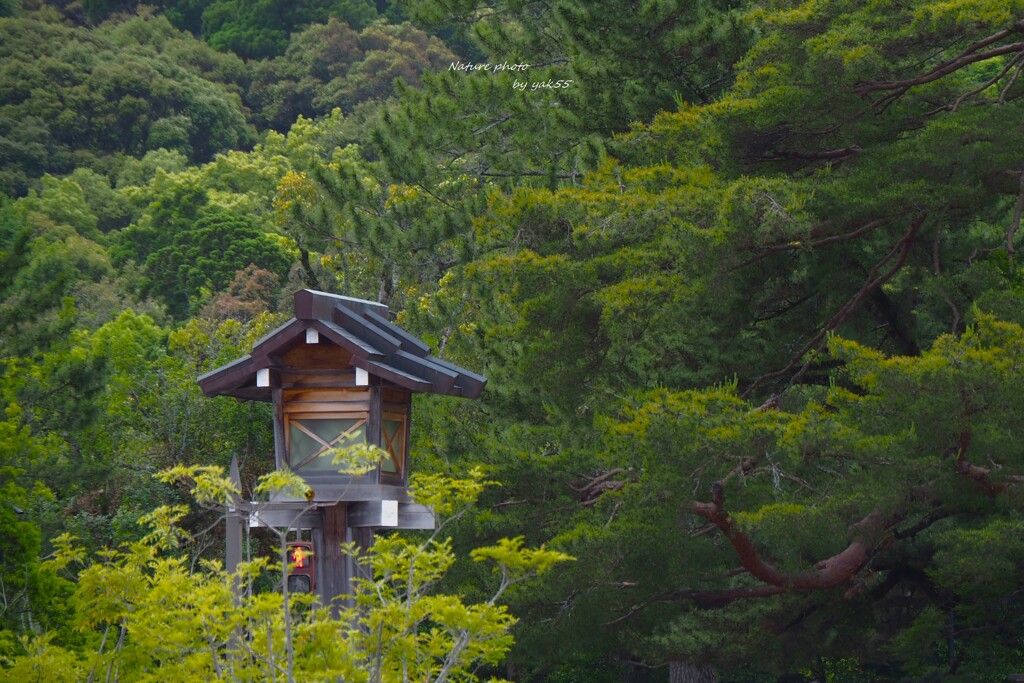 神宮の森（伊勢神宮・外宮）