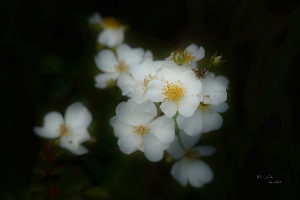 遊歩道に２・・（野薔薇）