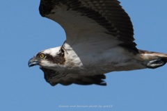 吠えながら横切り