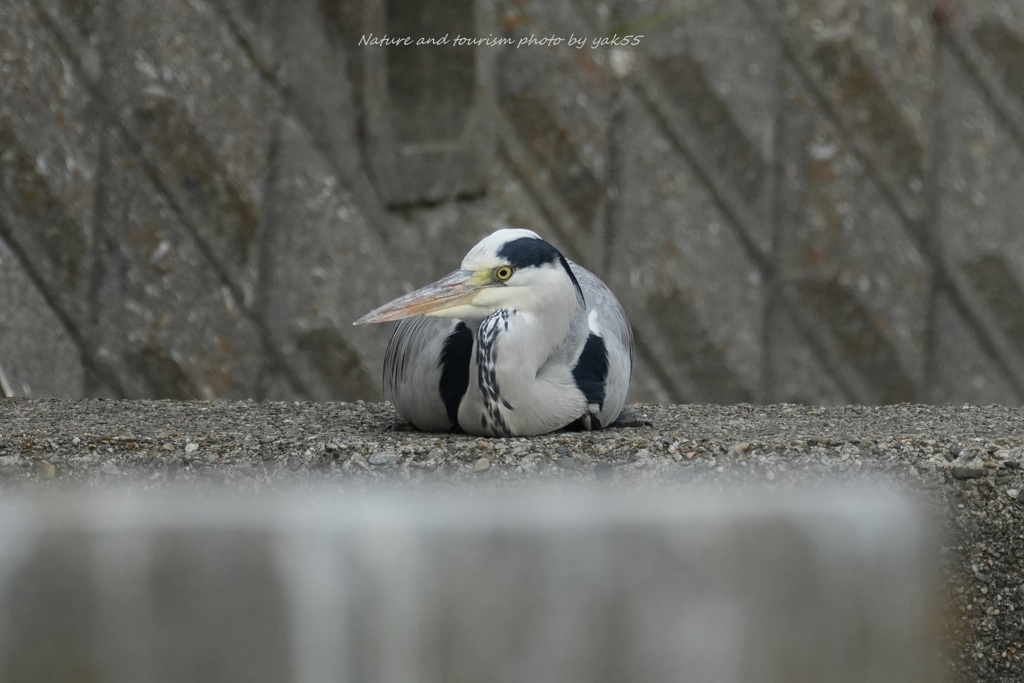 リラックスしすぎ