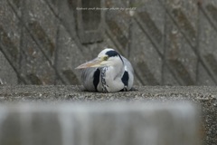 リラックスしすぎ